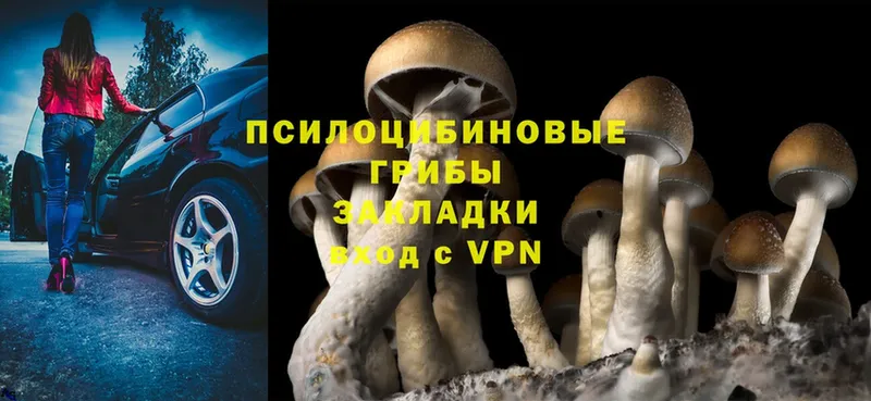 Псилоцибиновые грибы Psilocybe  Порхов 